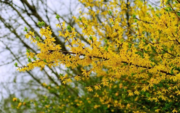 Natūralus pasirinkimas geresnei pavasario savijautai: sužinokite, kuo naudinga forzitijų arbata