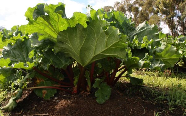 Rabarbarai pavasarį: paprastas ankstyvinimo būdas, kaip užauginti švelnesnius ir sultingesnius stiebus