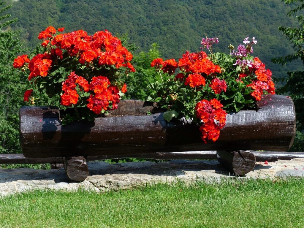Pelargonijos. Pixabay nuotr.