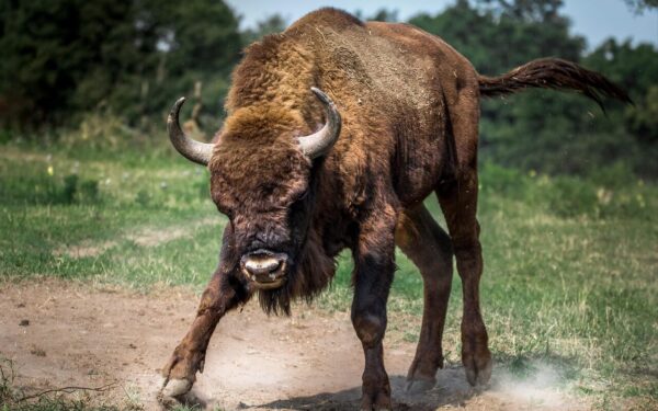 Stumbų medžioklės Jogailaičių laikais: sužinokite, ar Lietuvoje buvo savotiška korida