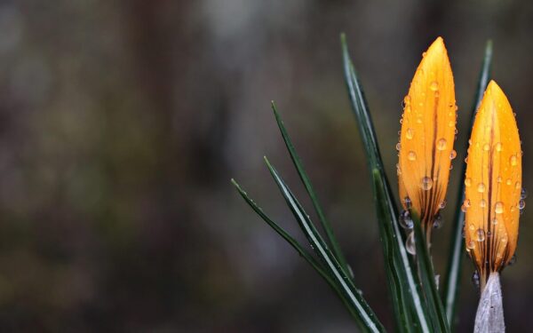 Sinoptikai siunčia netikėtą žinią: gegužės pradžia bus kitokia nei daugelis tikėjosi