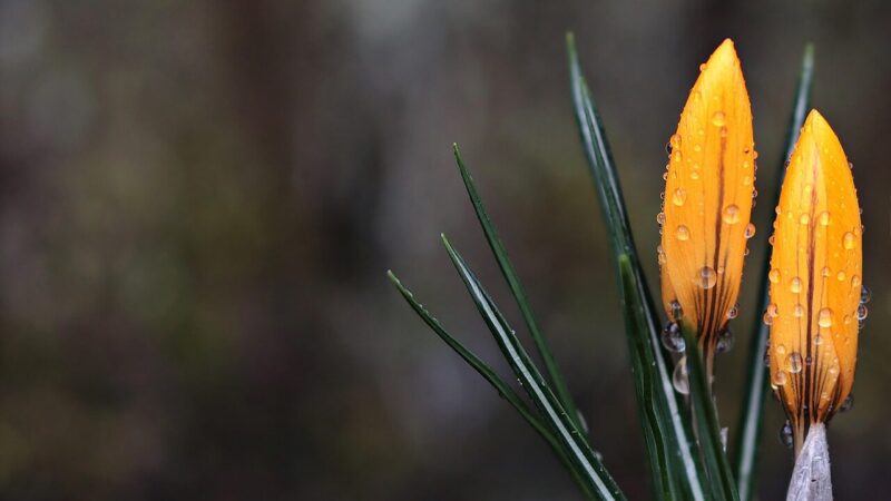 Sinoptikai siunčia netikėtą žinią: gegužės pradžia bus kitokia nei daugelis tikėjosi