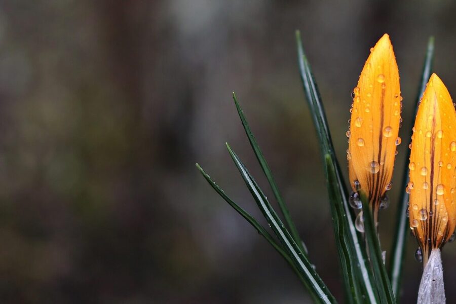 Pavasaris. Pixabay nuotr.