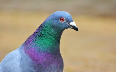 Netikėtas sprendimas su spalvomis: paprasti ir veiksmingi būdai, kaip atbaidyti balandžius balkone