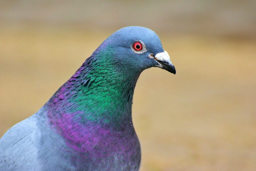 Netikėtas sprendimas su spalvomis: paprasti ir veiksmingi būdai, kaip atbaidyti balandžius balkone