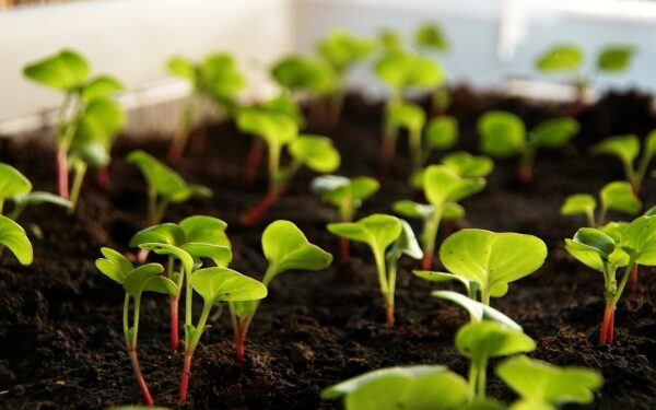 Auginimo paslaptys nuo sėjos iki derliaus: praktinis gidas, kaip užauginti sultingus ridikėlius