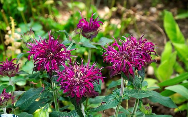 Dekoratyvus augalas, galintis sumažinti erkių kiekį kieme: monardos priežiūra, nauda ir savybės