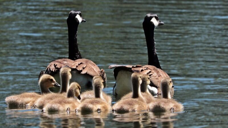 Šeimos be paramos: visa našta permetama tėvams, situacija darosi kritinė