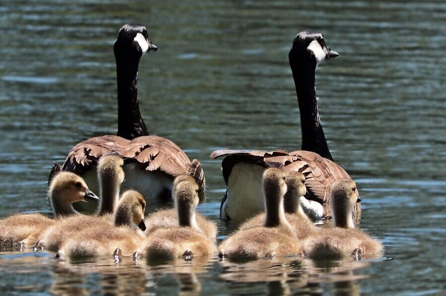 geese, goose family, goslings, family, water, swim, birds, lake, swimming birds, waterfowls, nature, animal world, young animals, wild geese, family, family, family, family, family