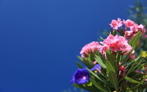 Nuo ūglio pasirinkimo iki įsišaknijimo: sužinokite, kaip įšaknydinti oleandrą vandenyje ir žemėje