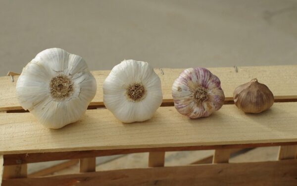 Tokių didelių česnakų dar būsite nematę: atskleidė, ką daryti, kad jie išaugtų tiesiog milžiniški