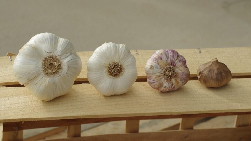 Tokių didelių česnakų dar būsite nematę: atskleidė, ką daryti, kad jie išaugtų tiesiog milžiniški