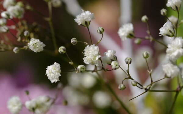 Lengva priežiūra ir įspūdingas vaizdas: paprasti patarimai pradedantiesiems, kaip prižiūrėti gipsvę