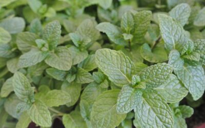 Geriausi kaimynai gausesniam žydėjimui: sužinokite, kaip tinkami augalai pagerina rožių augimą