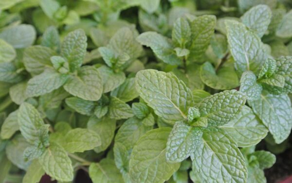 Geriausi kaimynai gausesniam žydėjimui: sužinokite, kaip tinkami augalai pagerina rožių augimą