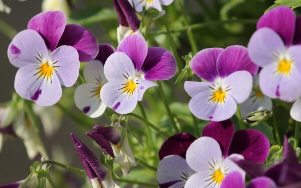 Tręšimas, laistymas ir ilgesnis žydėjimas: svarbiausi priežiūros žingsniai, kaip sustiprinti našlaites