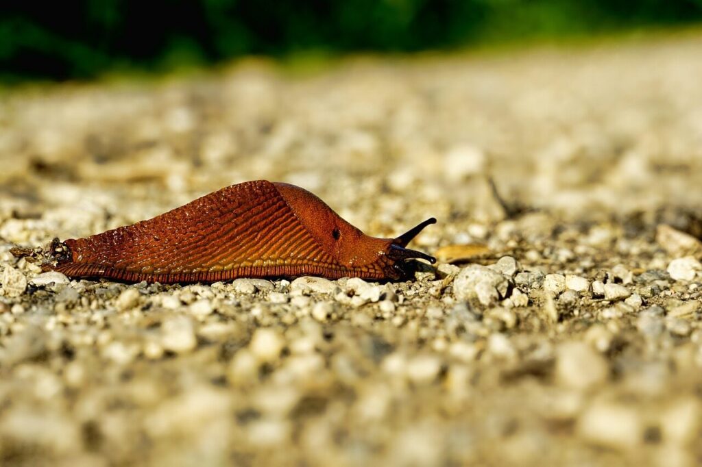 Šliužas. Pixabay nuotr.