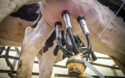 Skubama keisti taisykles: pieno supirkimo tvarka gali būti įteisinta jau netrukus, kas keisis?