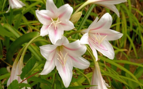 Sodinimas, žydėjimas ir žiemojimo ypatumai: patarimai, kaip prižiūrėti krynę Lietuvoje