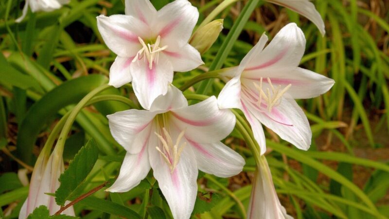 Sodinimas, žydėjimas ir žiemojimo ypatumai: patarimai, kaip prižiūrėti krynę Lietuvoje