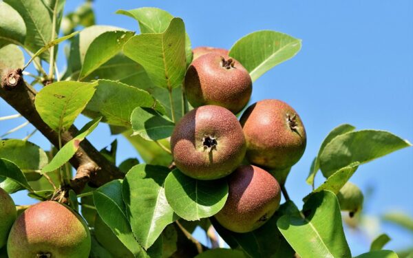Viskas ką reikia žinoti apie pelenus po obelimis: sužinokite, kada jie padeda, o kada gali pakenkti
