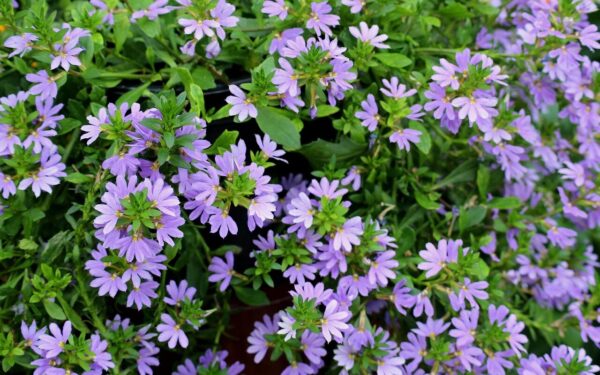 Ilgo žydėjimo balkono gėlė ir jos auginimo paslaptys: sužinokite, kaip prižiūrėti paprastąją skeptrenę