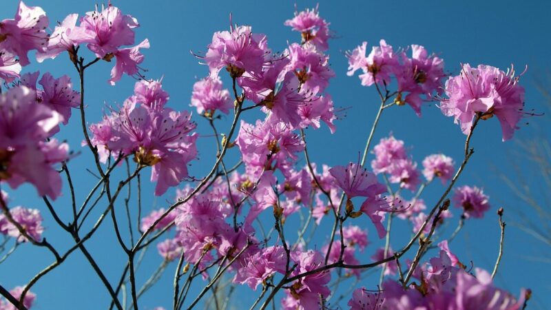 Azalijų priežiūra pavasarį: paprasti žingsniai, kurie padės joms sukrauti daugiau žiedų