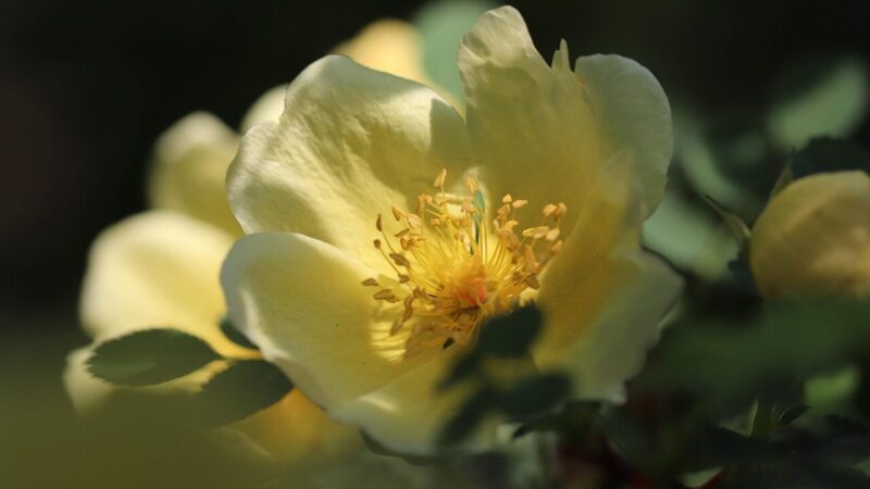 Sodinimo paslaptys: sužinokite, kurie augalai pasodinti šalia padeda rožėms augti sveikoms