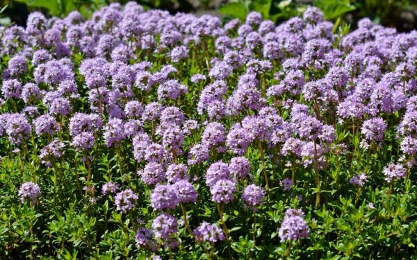 Gražu, paprasta ir beveik nereikalauja priežiūros: patarimai, kaip auginti smiltyninę čiobrelę