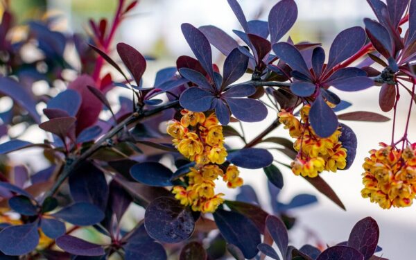 Tankūs krūmai ir erkės sode: specialistai atskleidžia, kaip su tuo susijęs mikroklimatas