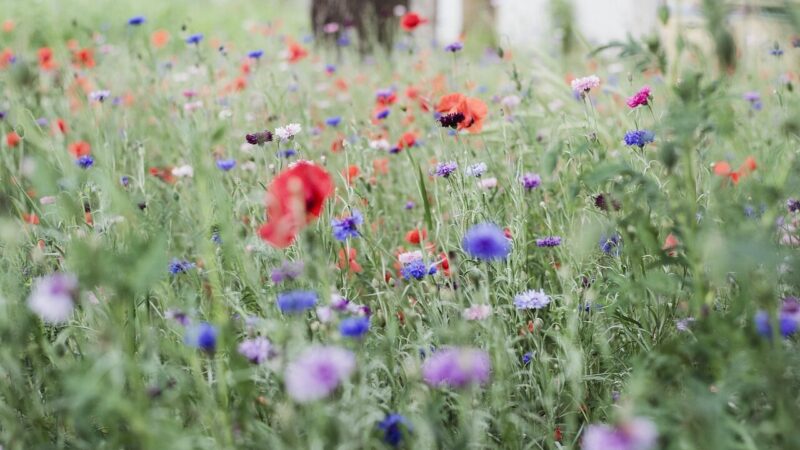 Mažiau priežiūros reikalaujantys augalai gegužei: patarimai, ką rinktis balkonui ir sodui pavasarį