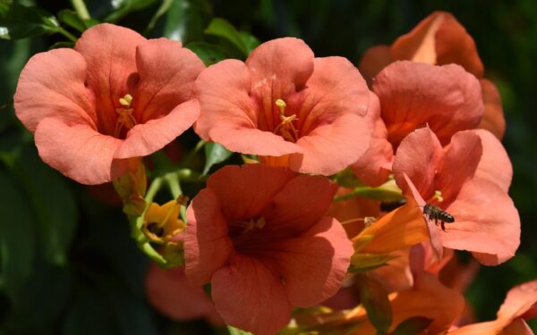 Sodas per kelis mėnesius virsta žaliu rojumi: vijoklis, kuris uždengia viską per vieną sezoną