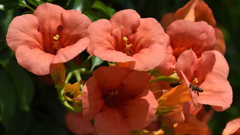 Sodas per kelis mėnesius virsta žaliu rojumi: vijoklis, kuris uždengia viską per vieną sezoną