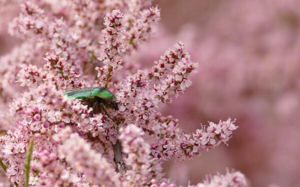 Gražus, atsparus ir lengvai prižiūrimas krūmas: sužinokite, kodėl verta rinktis smulkiažiedį tamariską