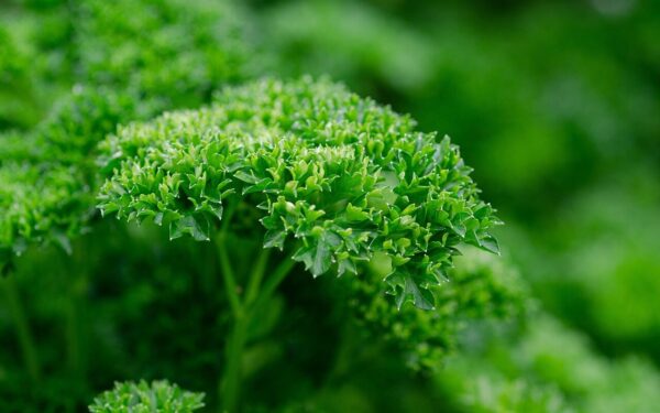 Sėkmingas petražolių auginimas: patarimai, ką daryti, kad daigai pasirodytų greičiau