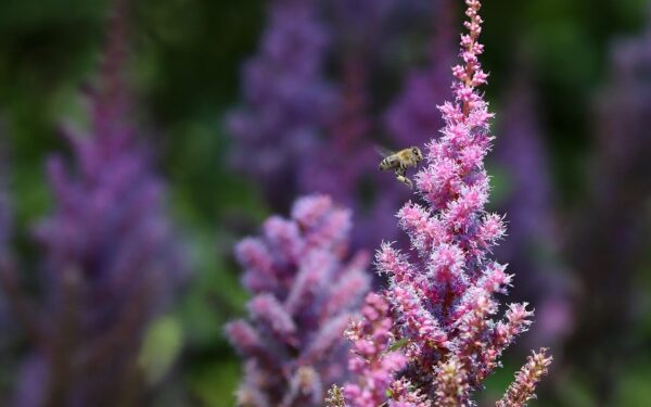 Astilbė sužydi ten, kur kiti augalai skursta: patarimai, kaip auginti ir išnaudoti jos grožį