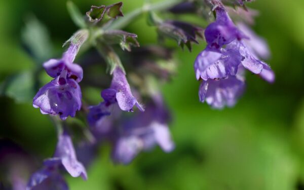 Priežiūra, sodinimas ir žydėjimo paslaptys: sužinokite, kodėl verta rinktis katžolę