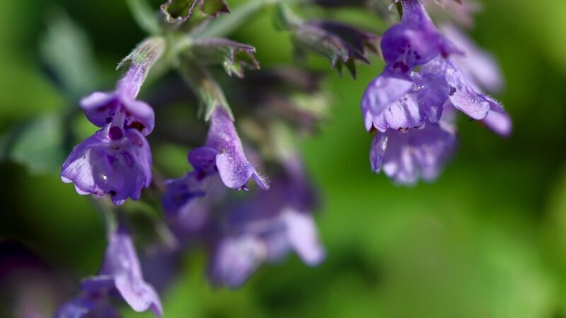 Priežiūra, sodinimas ir žydėjimo paslaptys: sužinokite, kodėl verta rinktis katžolę