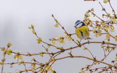 Geltoni pavasario žiedai slepia daugiau nei grožį: paprastas būdas pasinaudoti forzitijų savybėmis