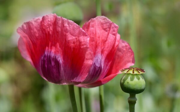 Trumpas žydėjimas, bet didžiulis efektas: sužinokite, kuo ypatinga rytietiška aguona