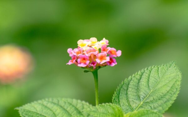 Lantana vietoj pelargonijų: patarimai, kaip auginti ir džiaugtis žiedais iki pat rudens