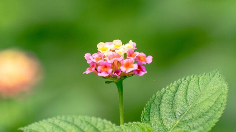 Lantana vietoj pelargonijų: patarimai, kaip auginti ir džiaugtis žiedais iki pat rudens