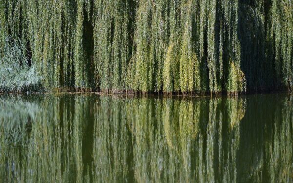 Beveik nieko nekainuoja, o efektas akivaizdus: gluosnis gali išgelbėti visus jūsų auginius