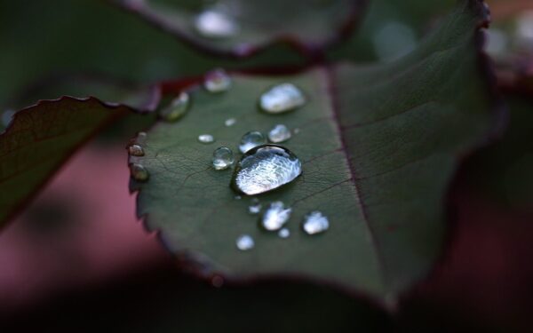 Natūralūs purškalai daržui: veiksmingi ir paprasti būdai, kaip apsaugoti morkas ir petražoles