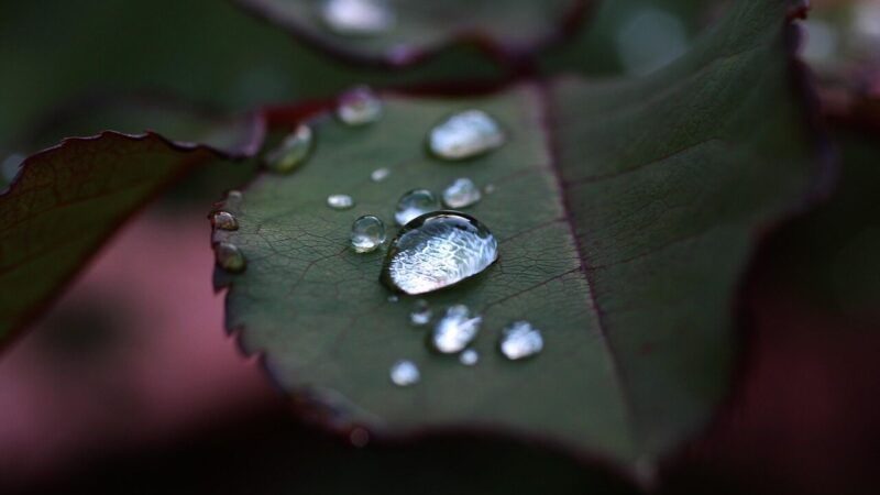 Natūralūs purškalai daržui: veiksmingi ir paprasti būdai, kaip apsaugoti morkas ir petražoles