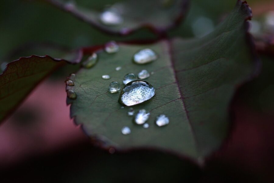 Natūralūs purškalai daržui: veiksmingi ir paprasti būdai, kaip apsaugoti morkas ir petražoles