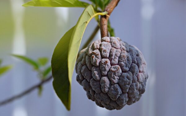 Egzotiškas vaisius peruvinė anona: saldus, bet mažai žinomas vaisius su didele nauda