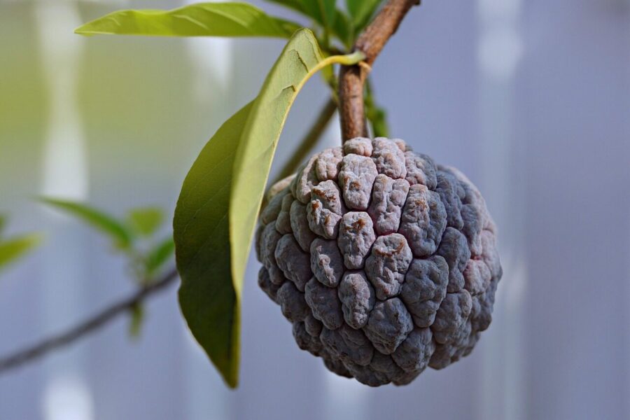 Egzotiškas vaisius peruvinė anona: saldus, bet mažai žinomas vaisius su didele nauda