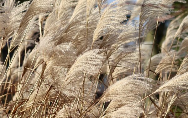 Madingos dekoratyvinės žolės: lengvai prižiūrimas ir įspūdingas sodo pasirinkimas