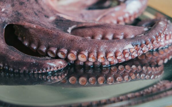 Sensacingas radinys buvo neteisingai suprastas: aštuonkojų kilmė vėl kelia klausimų